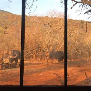 Cape Buffalo South Africa