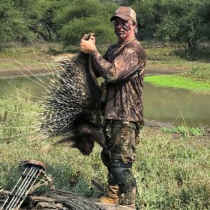 South Africa Bow Hunt African Porcupine