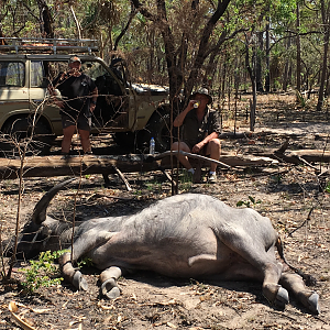 Australia Hunting Asiatic Water Buffalo