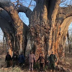 Boabab Tree in Zimbabwe