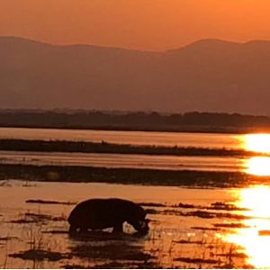 Hippo in the sunset of Zimbabwe