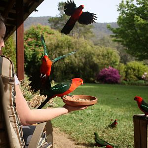 Feeding King Parrots Australia