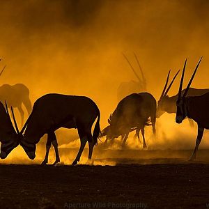 Gemsbok at dawn in Namibia