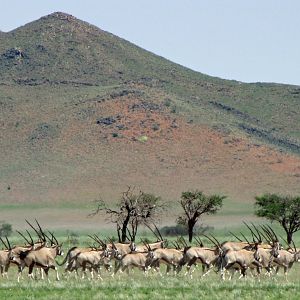 Gemsbok in Namibia