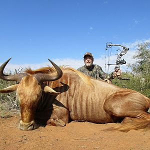 Golden Wildebeest Bow Hunting South Africa