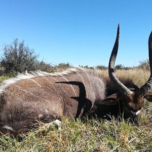 Nyala Hunting South Africa