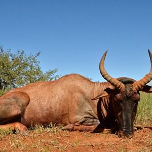 South Africa Hunting Tsessebe