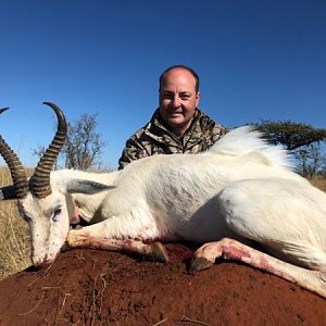 White Springbok Hunt South Africa