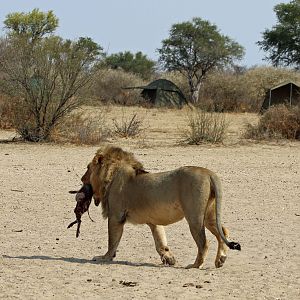 Lion with fresh kill strides past our fly camp