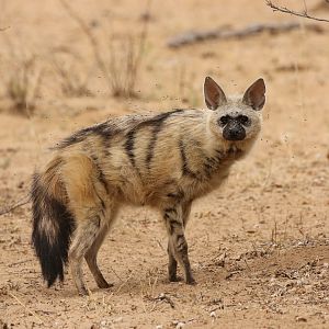 aardwolf --insect eater
