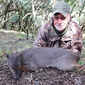 Blue Duiker