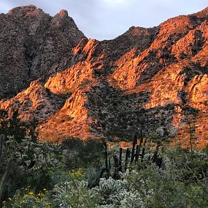 Hunting in Mexico