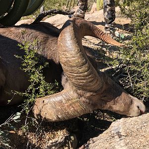 Hunting Desert Bighorn Sheep in Mexico