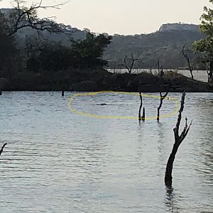 Big croc cruise from the main lake into our quiet bay