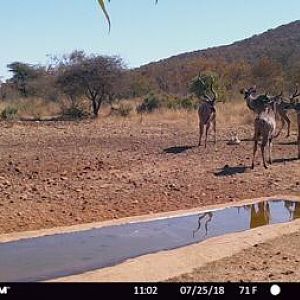 Trail Cam Pictures of Kudu in South Africa