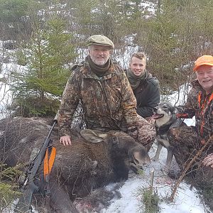 Hunt Moose in Sweden