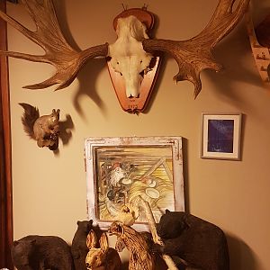 Moose European Skull Mount Taxidermy