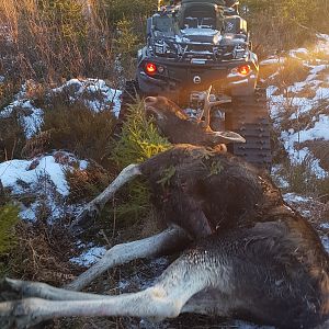 Moose Hunt Sweden