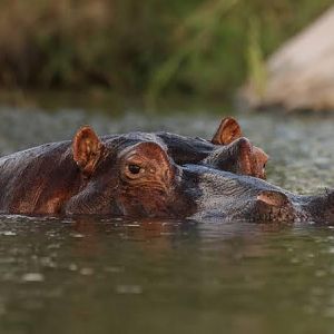 Hippo South Africa