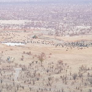 Herd of Cape Buffalo Matetsi unit 5 Zimbabwe