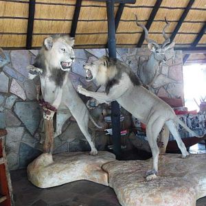 Lion Full Mount Taxidermy