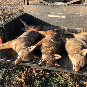 Hunting Coyote USA