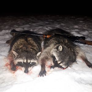 Canada Hunt Raccoon