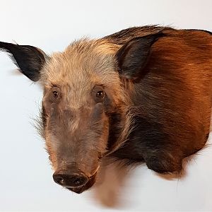 Bushpig Shoulder Mount Taxidermy