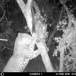 Trial Cam Pictures of Leopard in Zimbabwe