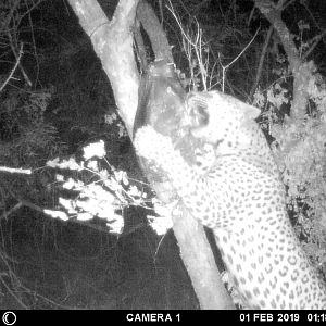 Zimbabwe Trial Cam Pictures Leopard