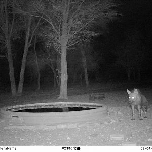 Trial Cam Pictures of Brown Hyena in South Africa