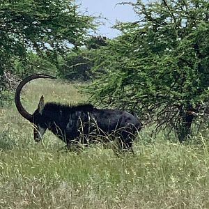 47" Inch Sable Antelope South Africa