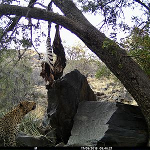 Leopard Trail Cam Pictures Namibia