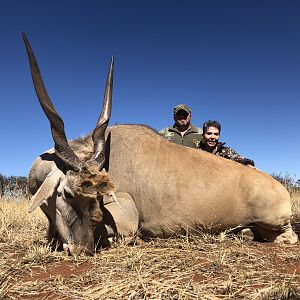 Nice Eland in the Northern Cape