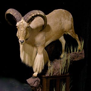 Huge Aoudad Life-size Taxidermy Full Mount