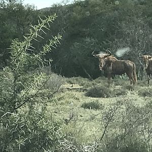 Golden Wildebeest South Africa