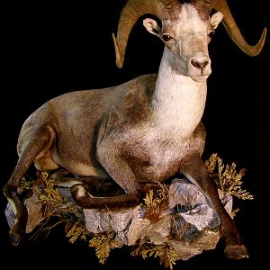 Full Mount Stone Sheep Wall Hanging Piece Taxidermy