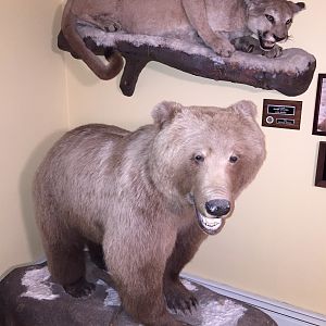 Artic Grizzly Bear Full Mount Base Before