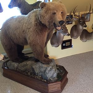 Artic Grizzly Bear Full Mount Base After