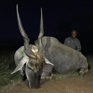 Hunting 37" Inch Eland in South Africa