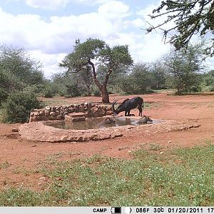 Sable Antelope Trail Cam Pictures South Africa