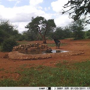 South Africa Trail Cam Pictures Sable Antelope