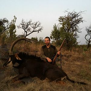 Hunting Sable in Mpumalanga