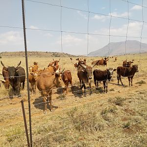 Watusi Cattle in South Africa