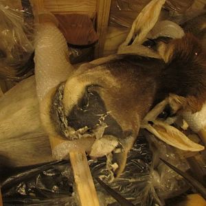 Damaged Taxidermy Crate