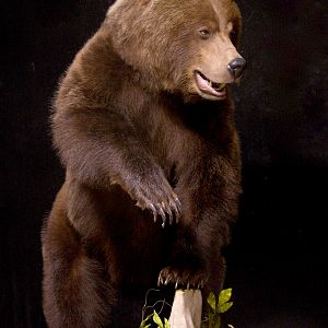 Grizzly Sow Life-size Mount Taxidermy