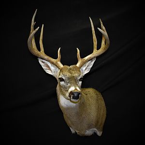 Whitetail Deer Shoulder Mount Taxidermy