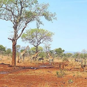 Giraffe in Mozambique