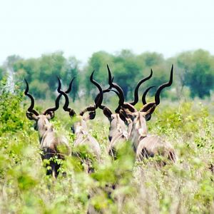 Kudu in Mozambique