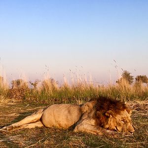 Lion Hunting Caprivi Namibia